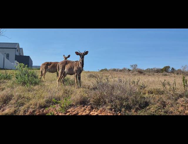 LAND FOR SALE IN OUTENIQUASBOSCH